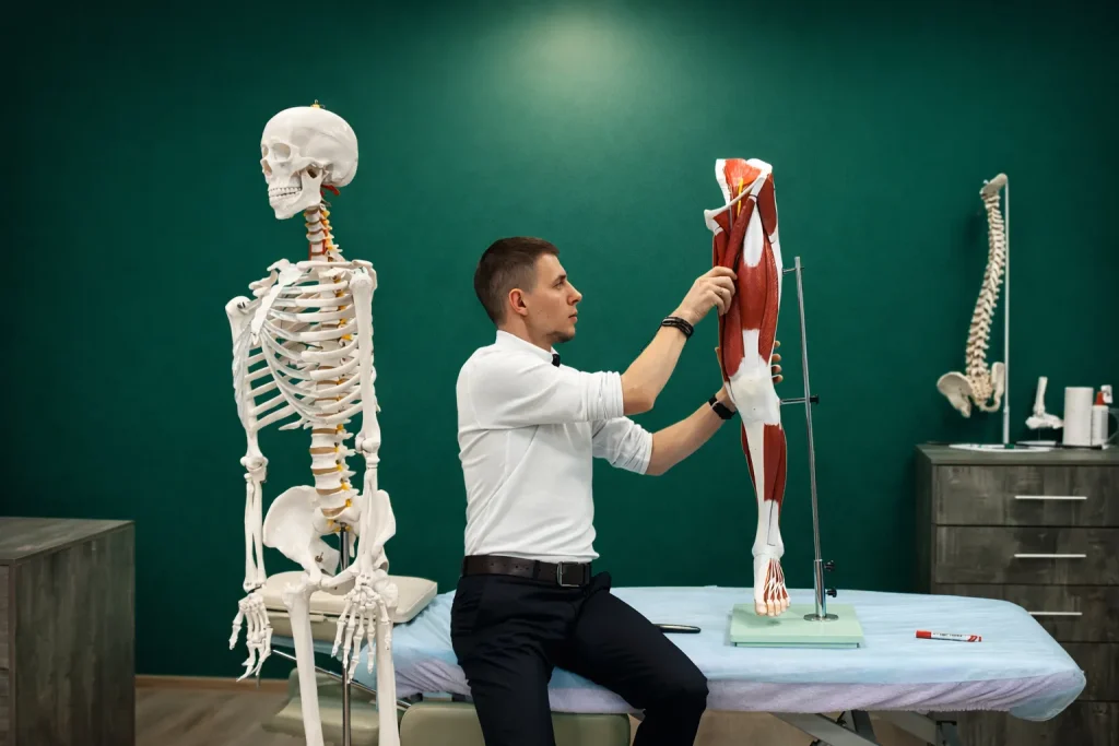 анатомия онлайн обучение